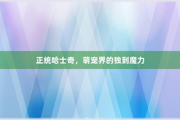 正统哈士奇，萌宠界的独到魔力